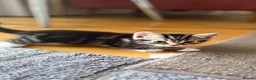 Mixed Breed cats for sale: Kittens - Advert 6