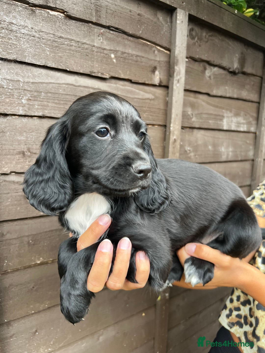 Cocker Spaniel dogs for sale: Cocker spaniel female puppies  - Image 7