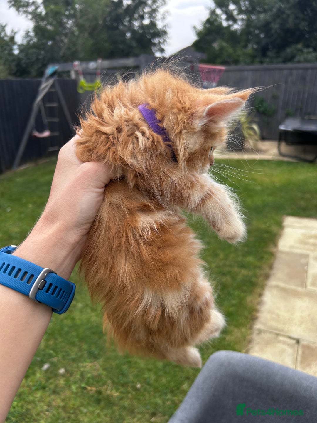 Maine Coon cats for sale: Maine coon kittens  - Image 12