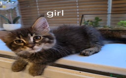 Maine Coon cats for sale: One girl left 💙  - Image 12