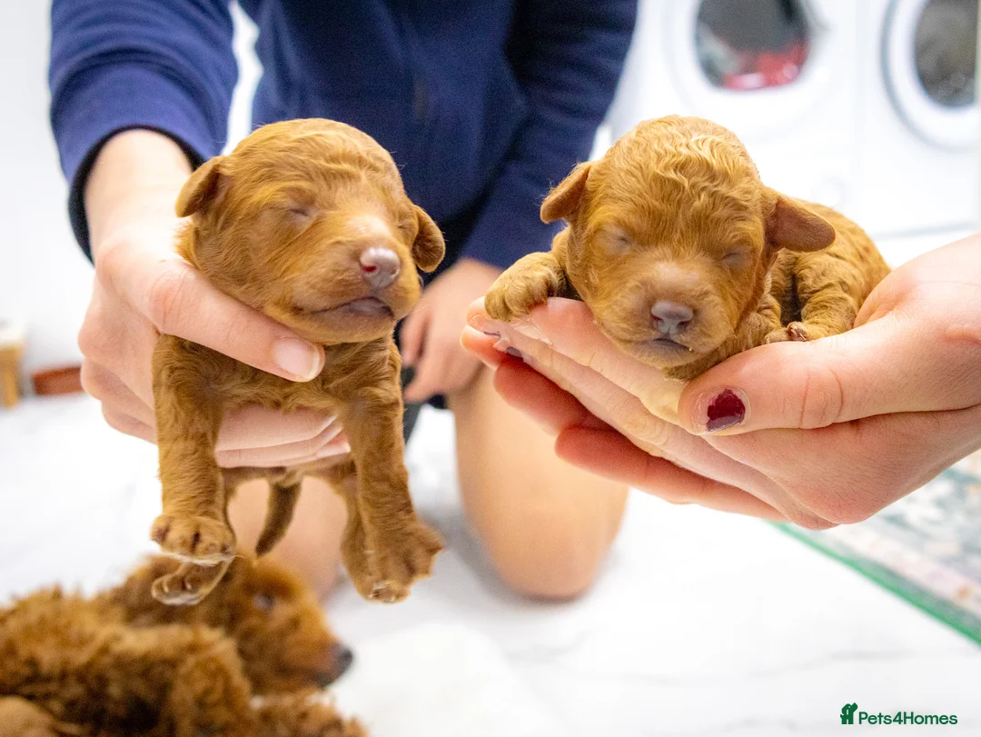 Toy Poodle dogs for sale: Beautiful pure red toy poodle puppies for sale - Advert 1