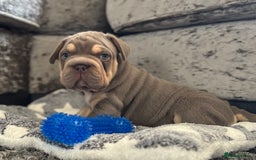 Mixed Breed dogs for sale: Pocket bully x Big rope frenchie  - Image 7