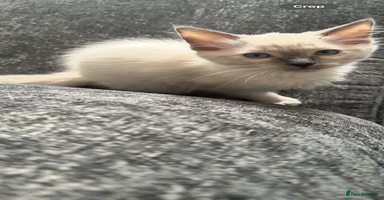 Ragdoll cats - Advert 8