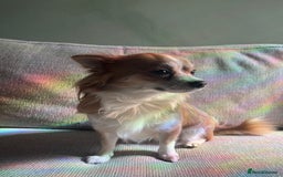 Chihuahua dogs for sale: Two beautiful Chihuahua Puppies  - Image 7