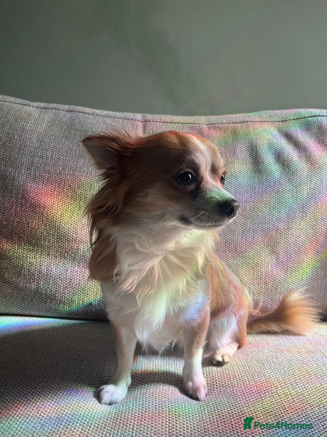 Chihuahua dogs for sale: Two beautiful Chihuahua Puppies  - Image 7