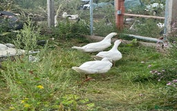 Geese poultry for sale: 6 female embden goslings  - Image 1
