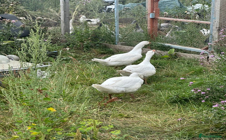 Geese poultry - Advert 1