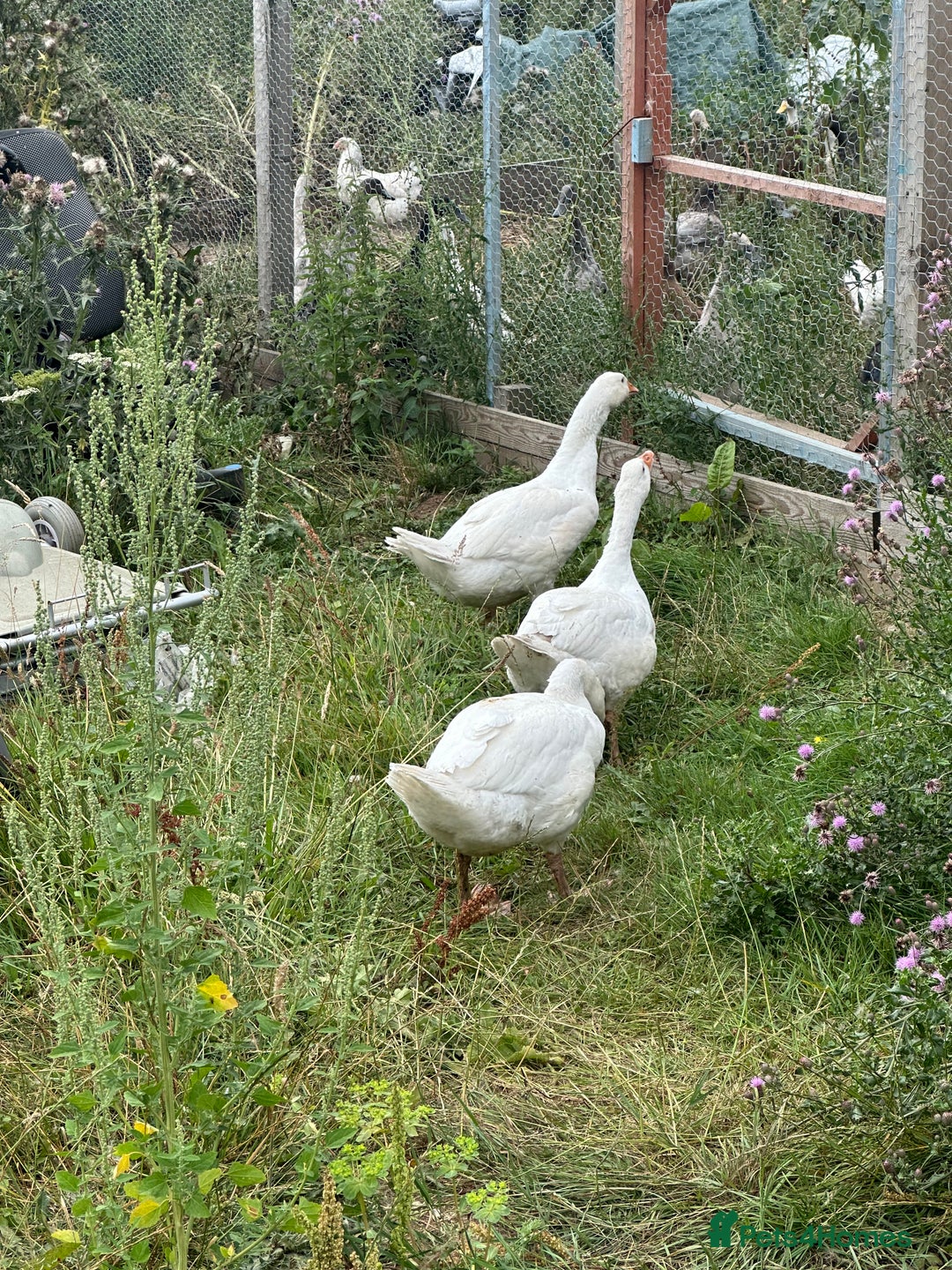 Geese poultry for sale: 6 female embden goslings  - Image 1