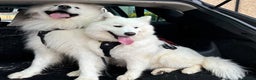 Samoyed dogs for sale: KC reg. Samoyed puppies with champ bloodline  - Advert 14