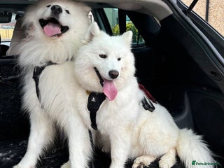 Samoyed dogs for sale: KC reg. Samoyed puppies with champ bloodline - Advert 1