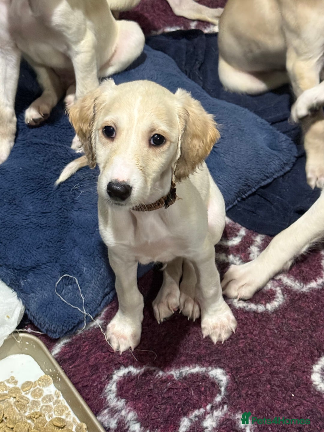 Saluki dogs for sale: Saluki  - Image 31