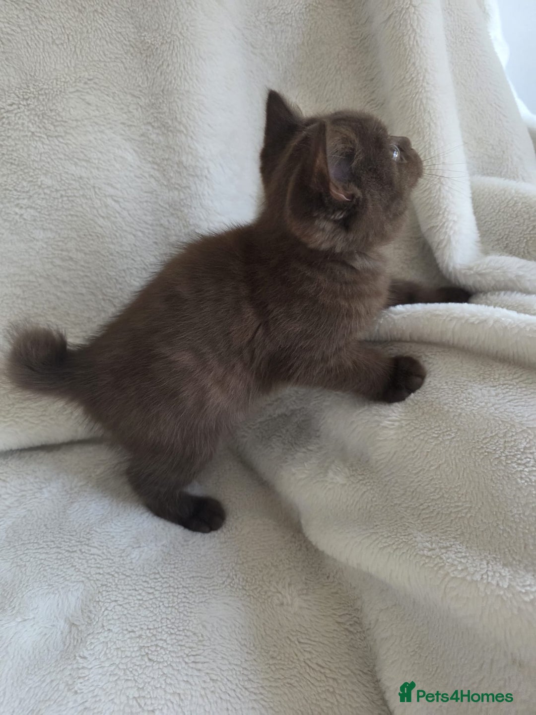 British Shorthair cats for sale: GCCF British Shorthair Kittens Champion Bloodline  - Image 22