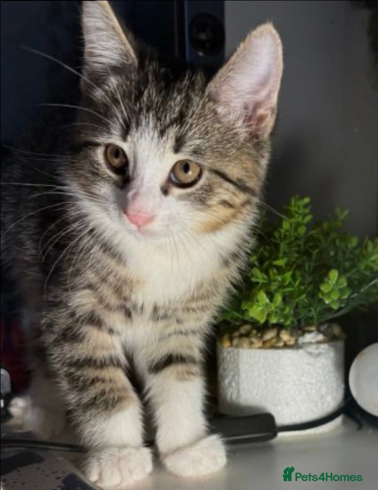 British Shorthair cats Beautiful British Shorthair Kittens Boys & Girls - Advert 2