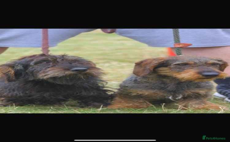 Dachshund dogs - Advert 1