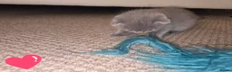 Scottish Fold cats for sale: Blue Scottish fold  in Harlow - Advert 2