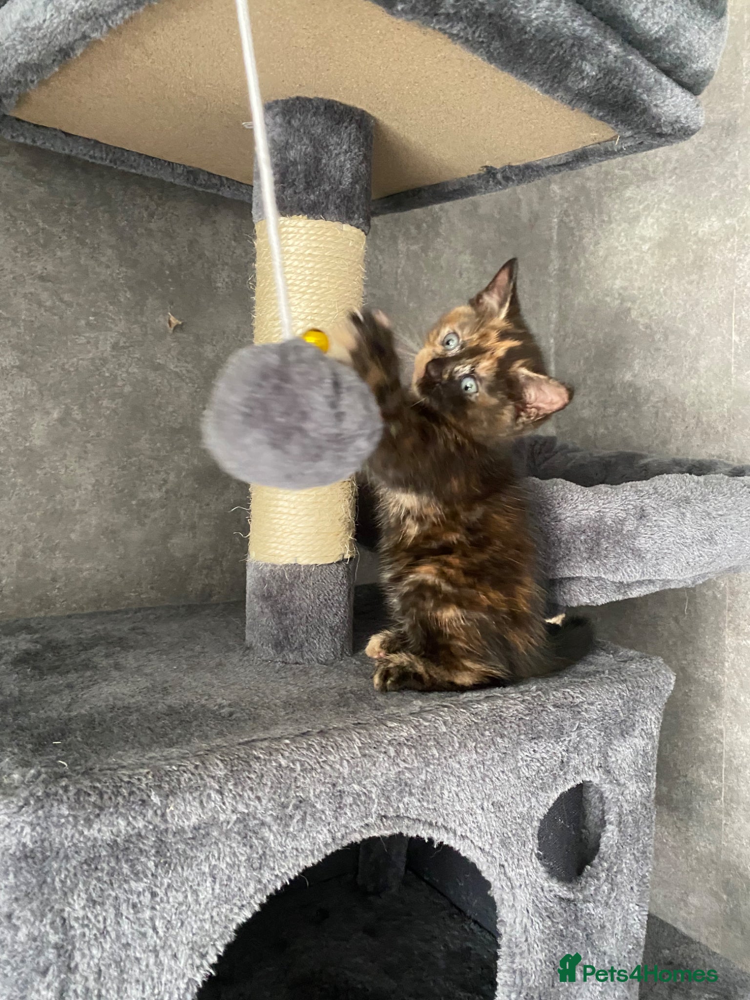 Mixed Breed cats 3 beautiful cats ready to leave ❤️ - Advert 2