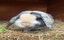 German Lop rabbits for sale: Magpie Harlequin German lop buck - Image 2