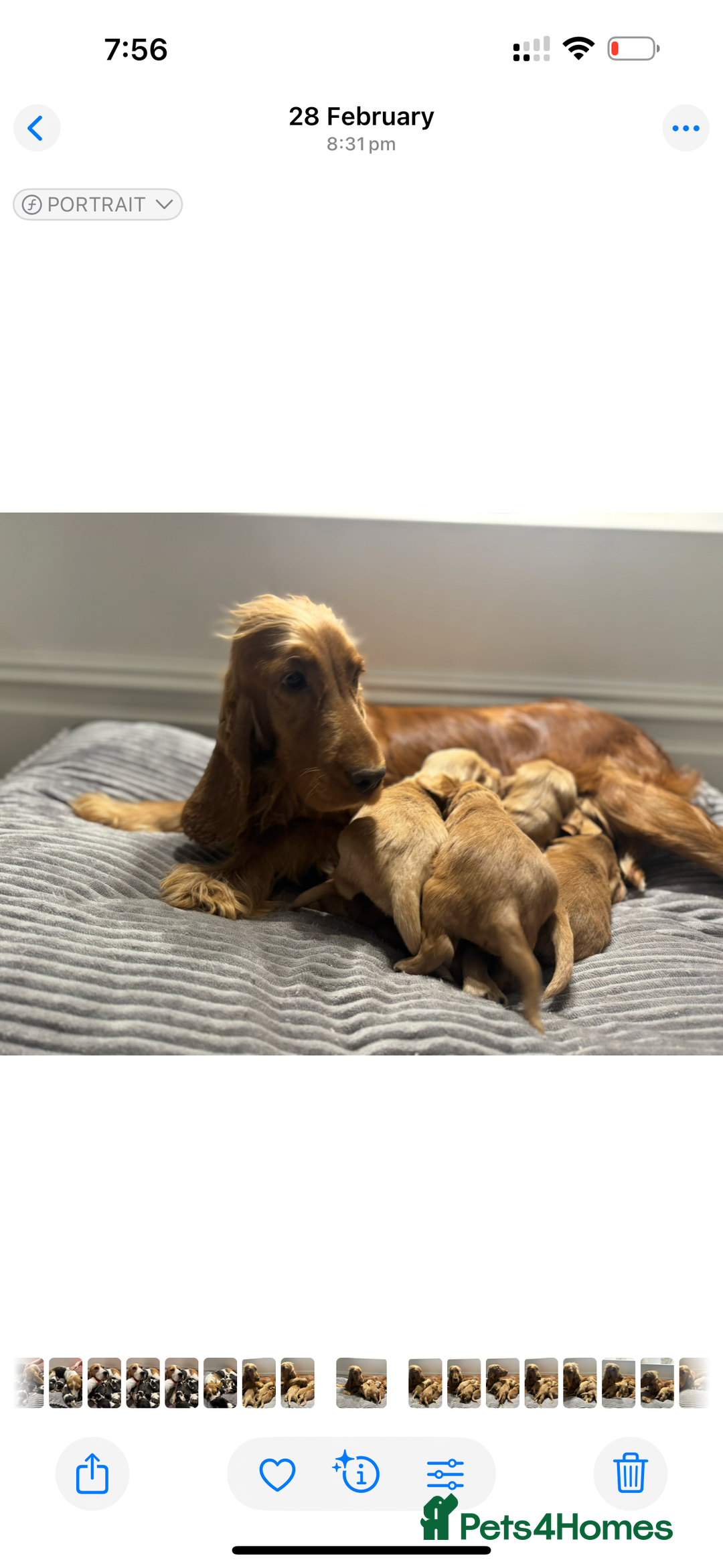 Cockapoo dogs for sale: BEAUTIFUL RED F1 COCKAPOO’S HEALTH TESTED PARENTS  - Image 26