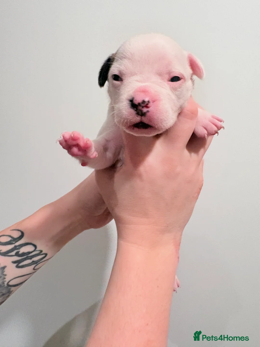 Mixed Breed dogs for sale: 7 gorgeous rare French American Bulldogs - Advert 11