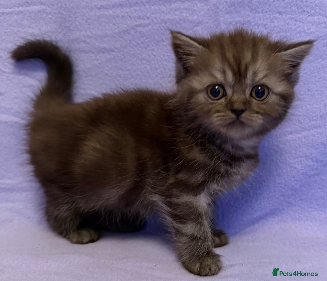 British Shorthair cats Ready to go British shorthair X Exotic Persian 🐾 - Advert 6