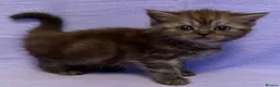 British Shorthair cats for sale: British shorthair X Persian kittens  - Advert 6