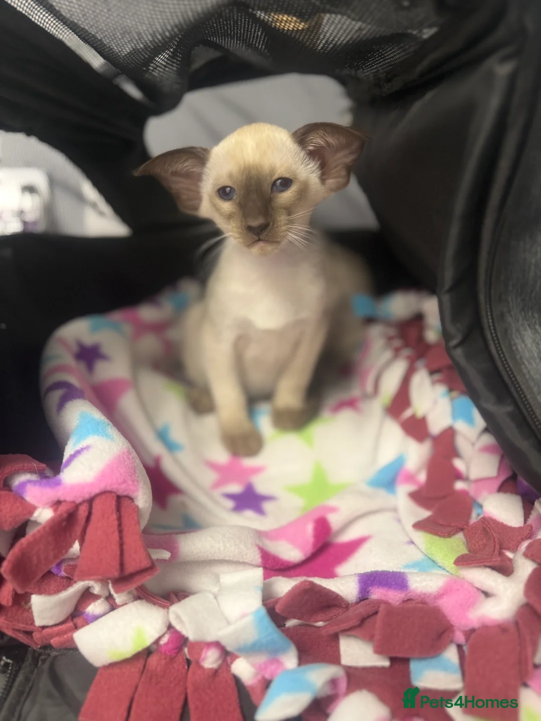 Siamese cats for sale: Stunning chocolate point Gccf registered girl  - Advert 13