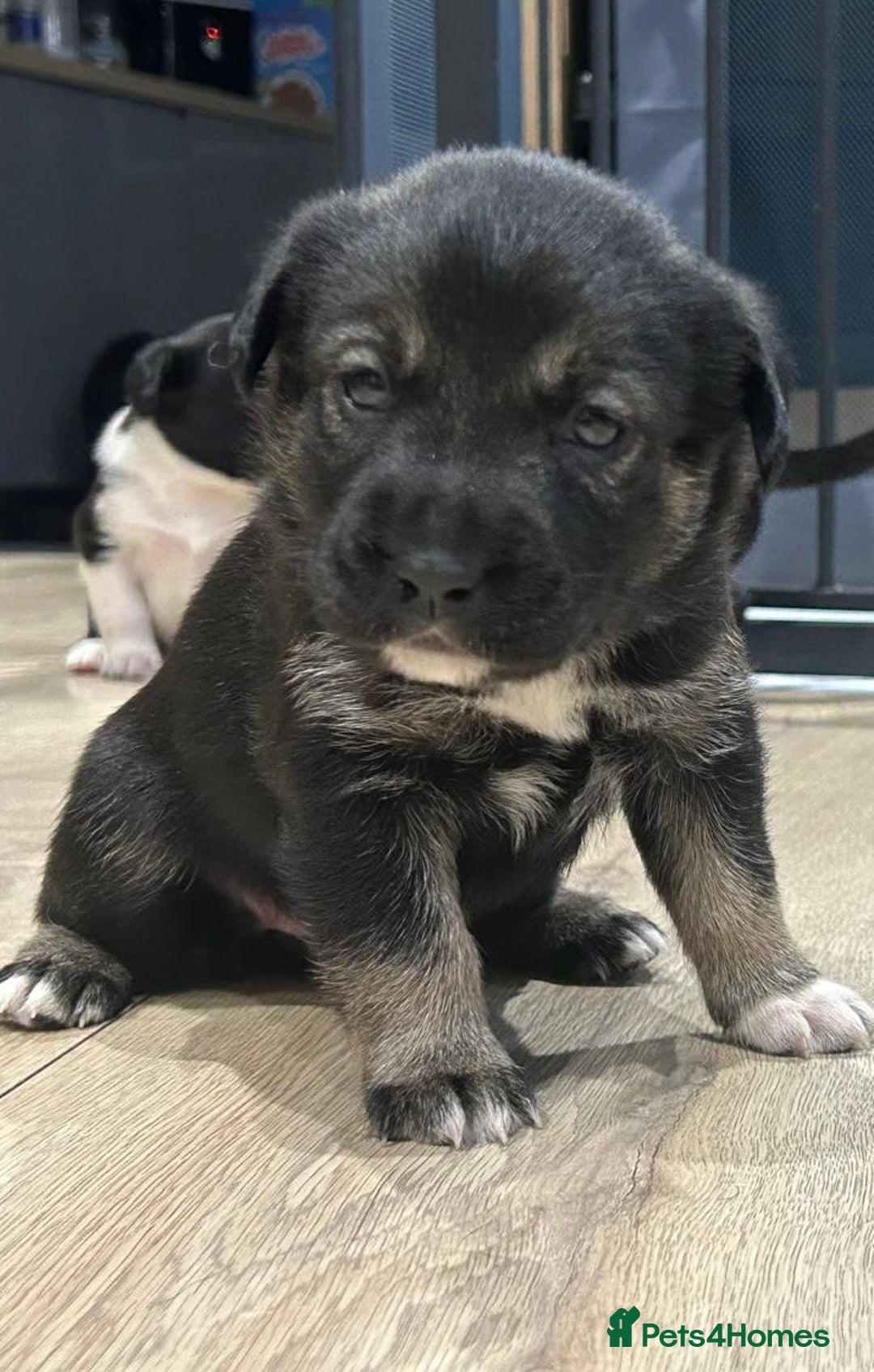 Mixed Breed dogs for sale: Spaniel/siberian Huskey puppies  - Image 5