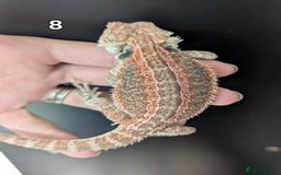 Bearded Dragon reptiles for sale: Female bearded dragons. Last few left - Image 12
