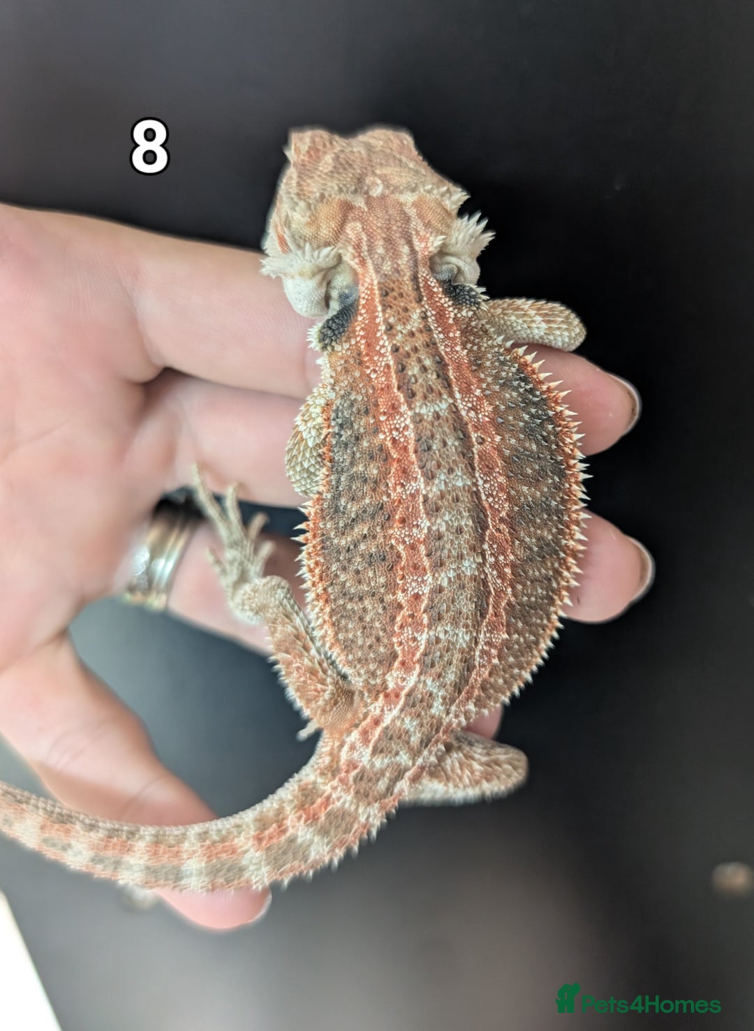 Bearded Dragon reptiles for sale: Female bearded dragons. Last few left - Image 12