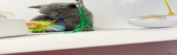 British Shorthair cats for sale: GCCF British short hair boy  - Advert 1