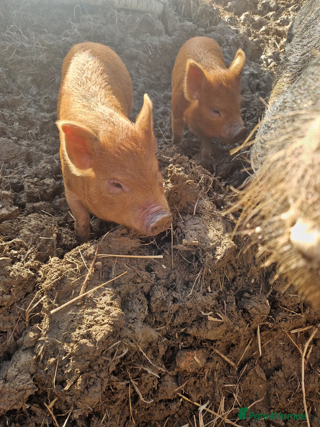 Pig livestock for sale: Piglets - Advert 5