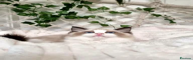 Ragdoll Kitten 3