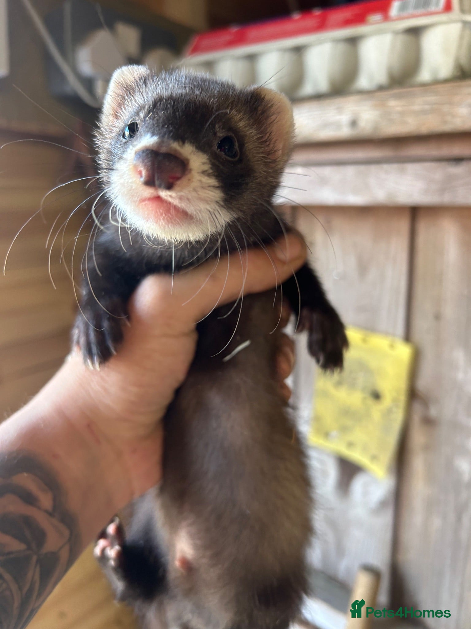 Ferret rodents Micro eu ferrets at 9Weeks old another litter at 8 - Advert 2