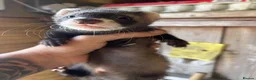 Ferret rodents for sale: Micro eu ferrets at 4 girls left 6 boys  - Advert 4
