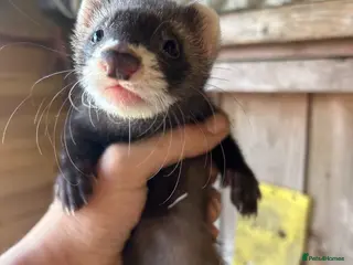 Ferret rodents Micro eu ferrets at 9Weeks old another litter at 8 - Advert 2