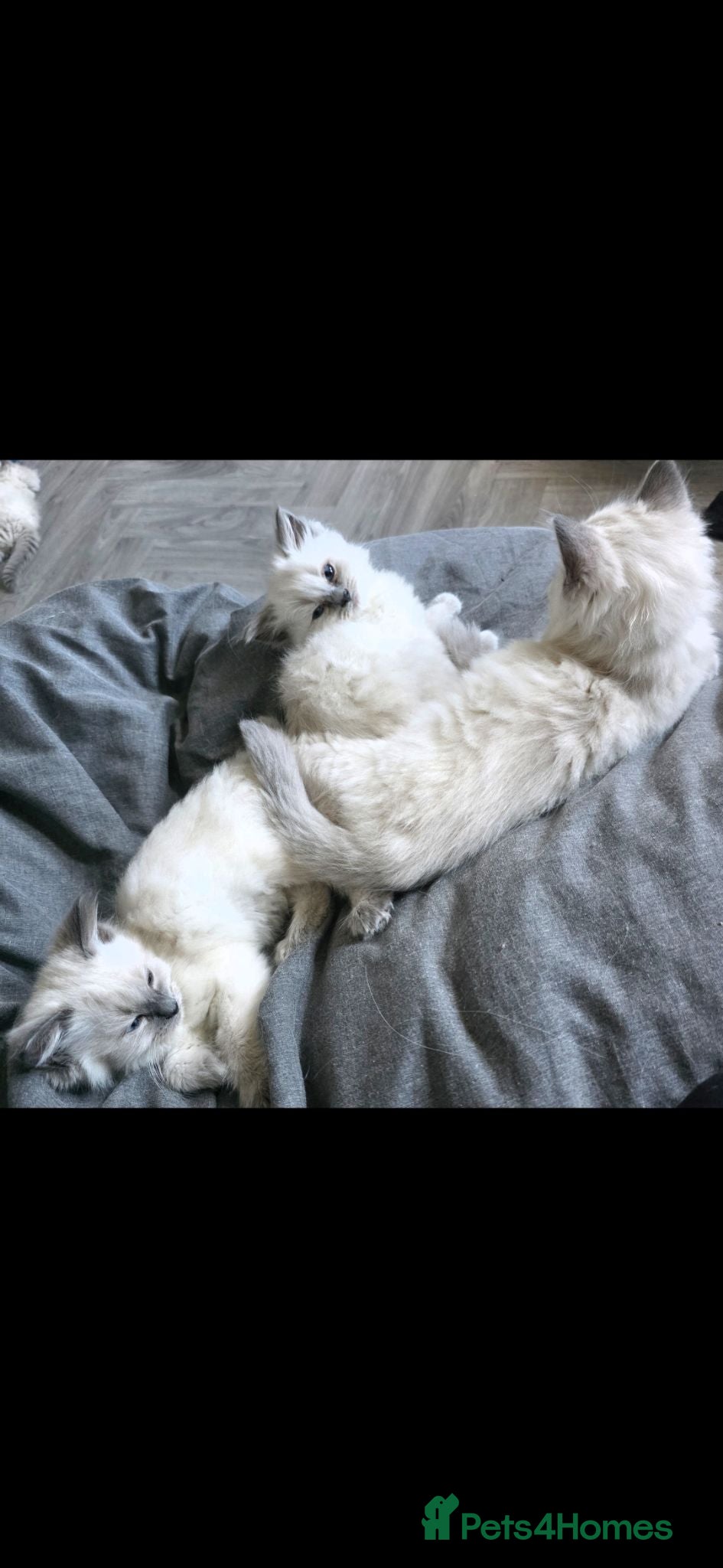 Ragdoll cats 2 Gorgeous Male Ragdoll Kittens 🩵🤎 - Advert 16