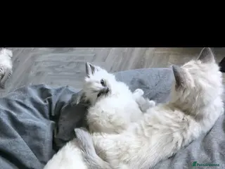 Ragdoll cats 2 Gorgeous Male Ragdoll Kittens 🩵🤎 - Advert 16
