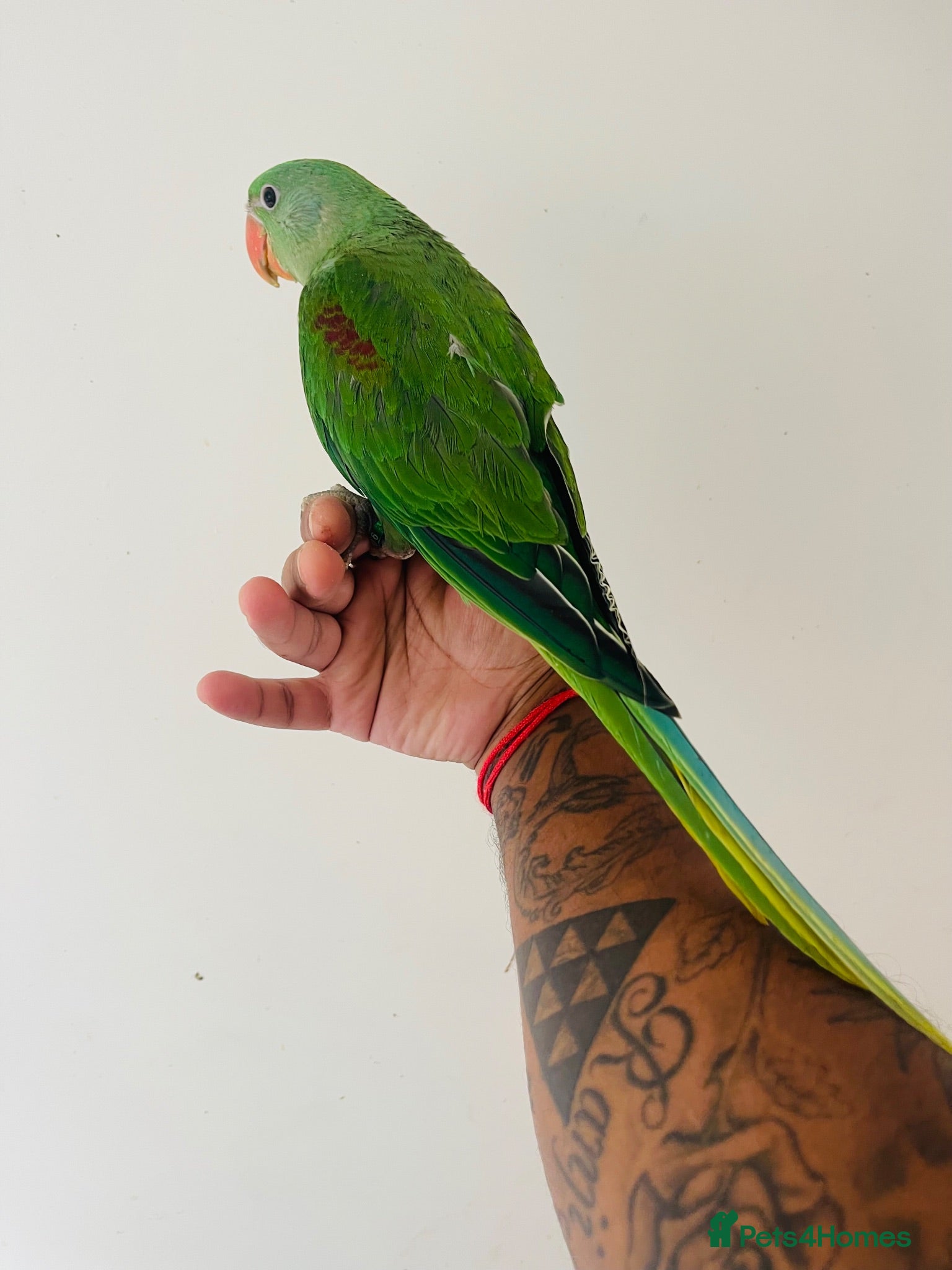Parrots birds Hand Reared Alexandrine for sale  - Advert 2