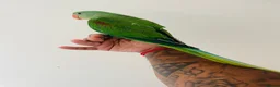 Parrots birds for sale: Hand Reared Alexandrine for sale  - Advert 2