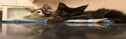 Maine Coon cats for sale: Purebred Maine Coon Kittens in Lisburn - Advert 4