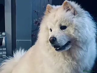 Chow Chow dogs Marnie 2 years old female - Advert 8