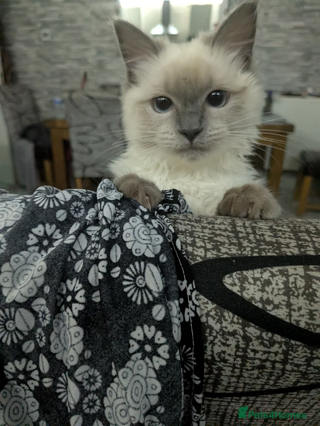 Ragdoll cats for sale: White/grey ragdoll kitten in Harrow - Advert 1