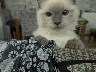 Ragdoll cats White/grey ragdoll kitten in Harrow - Advert 1