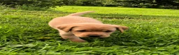 Labrador Retriever dogs for sale: Adorable KC Fox Red Lab Puppies - Advert 2