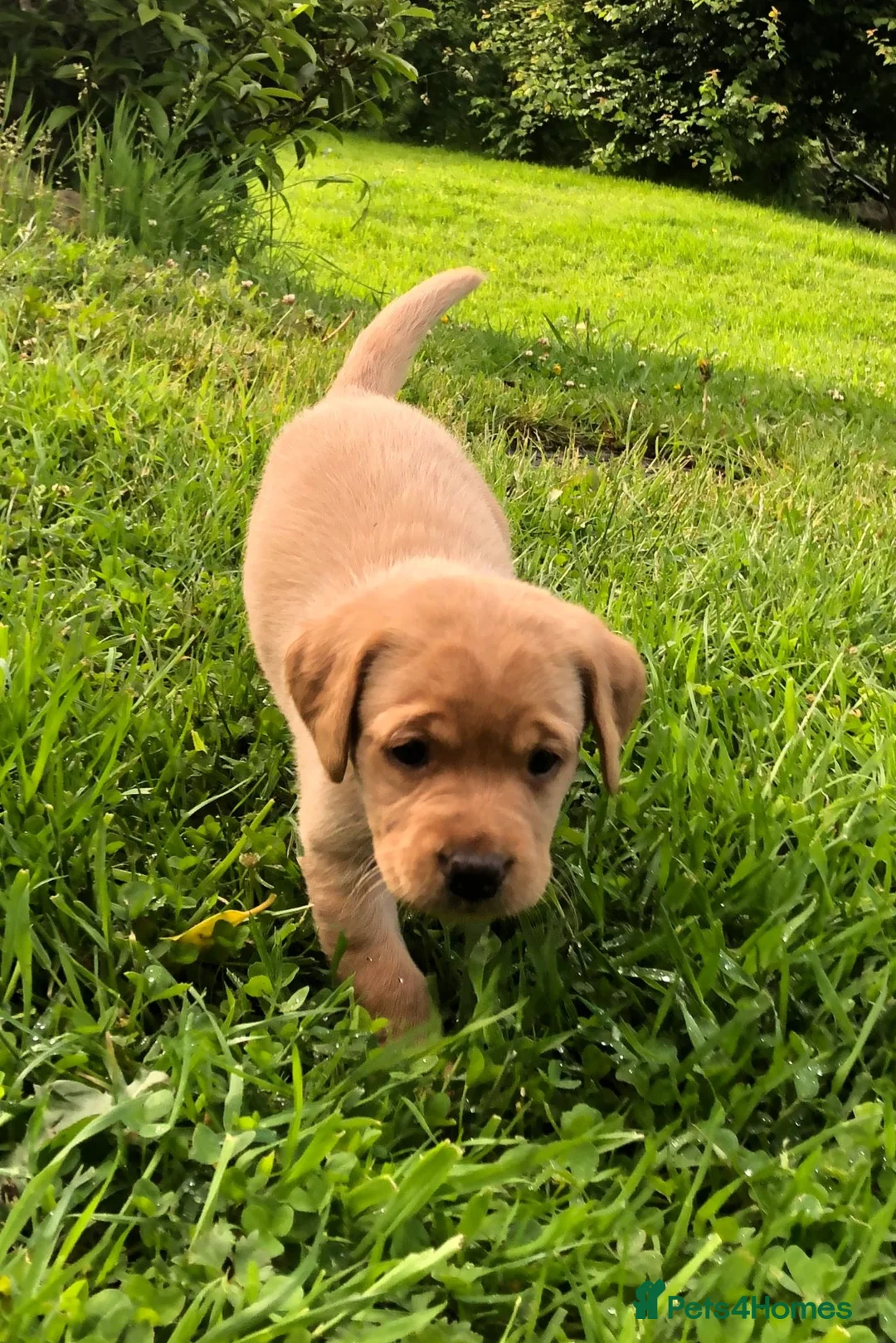 Labrador Retriever dogs for sale: Adorable KC Fox Red Lab Puppies - Advert 2