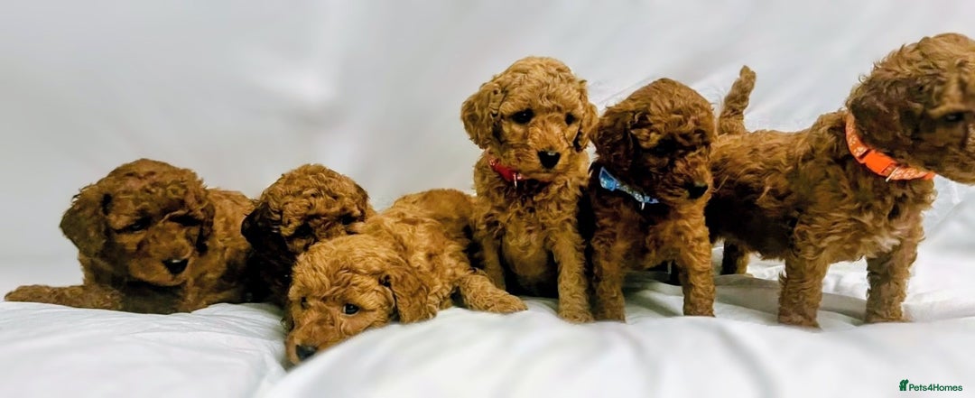 Miniature Poodle dogs for sale: MINIATURE POODLE PUPPIES.   - Advert 11