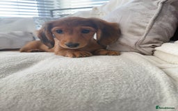 Miniature Dachshund dogs for sale: Minature dachshund  - Image 3
