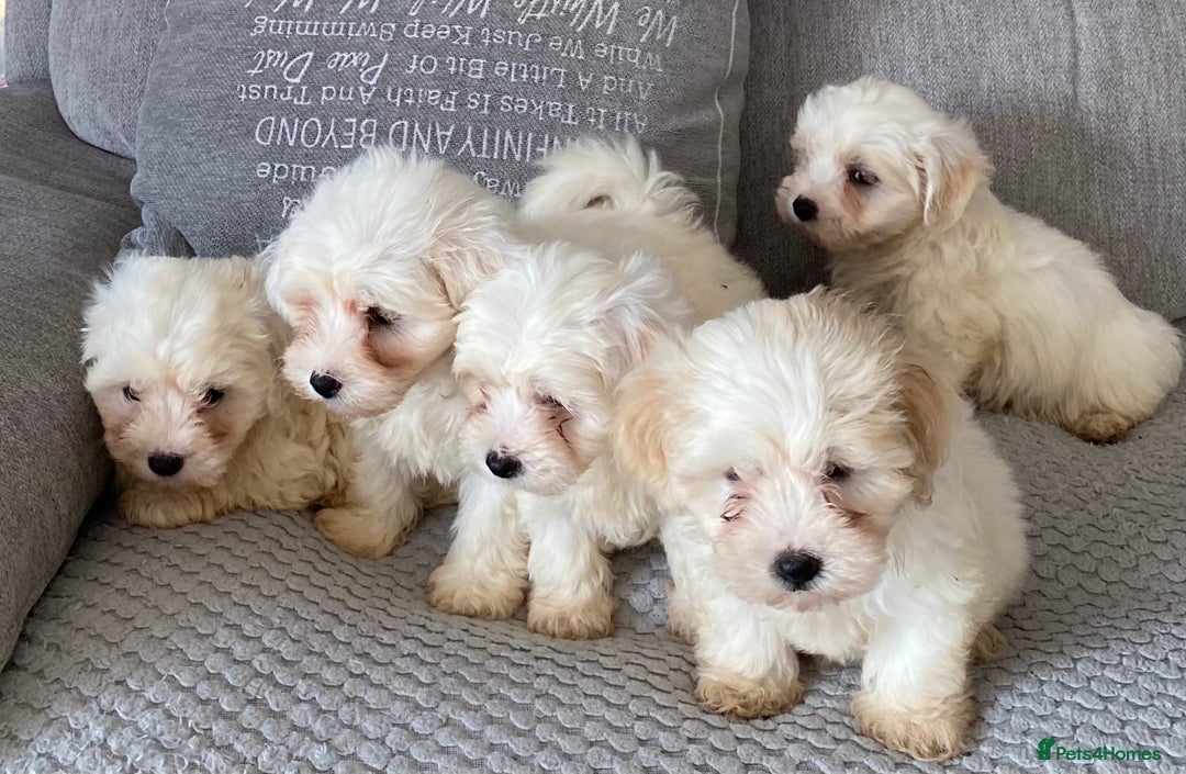 Maltipoo dogs for sale: Beautiful Maltipoo Puppies *Ready to leave* - Image 3