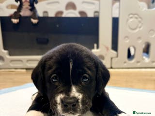 Mixed Breed dogs Lab- Cane Corso Puppies Looking for Loving Homes - Advert 6