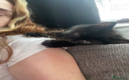 Mixed Breed cats for sale: Two beautiful mixed breed kittens  - Image 5